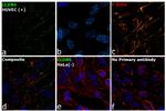 Claudin 5 Antibody