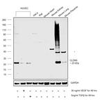 Claudin 5 Antibody in Western Blot (WB)