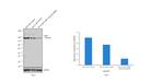 c-Met Antibody