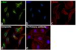 c-Met Antibody in Immunocytochemistry (ICC/IF)