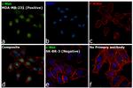 c-Met Antibody in Immunocytochemistry (ICC/IF)