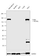 c-Met Antibody in Western Blot (WB)