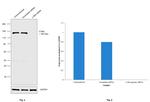 c-Met Antibody in Western Blot (WB)