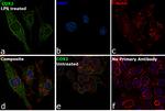 COX2 Antibody