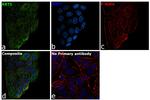 Cytokeratin 5 Antibody in Immunocytochemistry (ICC/IF)