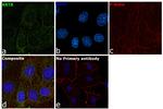 Cytokeratin 8 Antibody in Immunocytochemistry (ICC/IF)