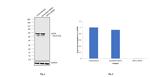 Cytokeratin 8 Antibody in Western Blot (WB)