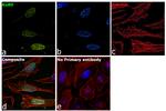 Ku80 Antibody in Immunocytochemistry (ICC/IF)