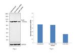 Ku80 Antibody in Western Blot (WB)