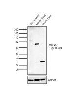 MEF2A Antibody in Western Blot (WB)