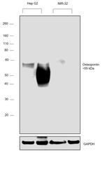 Osteopontin Antibody in Western Blot (WB)