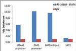 STAT6 Antibody