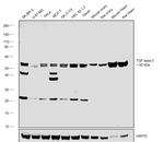 TGF beta-3 Antibody