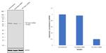 TGF beta-3 Antibody in Western Blot (WB)