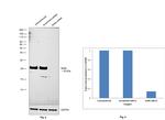 Stella Antibody in Western Blot (WB)