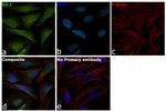 DJ-1 Antibody in Immunocytochemistry (ICC/IF)