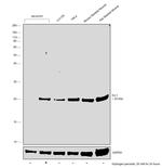 DJ-1 Antibody in Western Blot (WB)