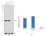 DJ-1 Antibody in Western Blot (WB)