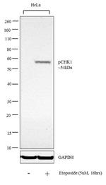 Phospho-CHK1 (Ser345) Antibody