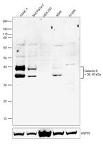 Galectin 8 Antibody in Western Blot (WB)