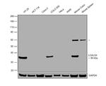 Galectin 4 Antibody