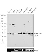 hnRNP A2B1 Antibody in Western Blot (WB)