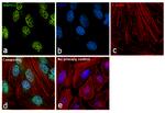 RNPS1 Antibody in Immunocytochemistry (ICC/IF)