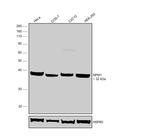 NPM1 Antibody in Western Blot (WB)