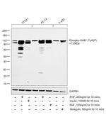 Phospho-GAB1 (Tyr627) Antibody in Western Blot (WB)