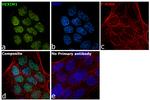 HEXIM1 Antibody in Immunocytochemistry (ICC/IF)