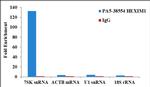 HEXIM1 Antibody