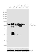 HEXIM1 Antibody in Western Blot (WB)