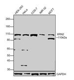 XRN2 Antibody in Western Blot (WB)