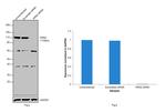 XRN2 Antibody