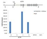 H3K56ac Antibody