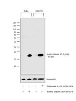 H3K56ac Antibody in Western Blot (WB)