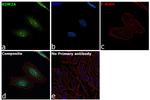 KDM2A Antibody in Immunocytochemistry (ICC/IF)