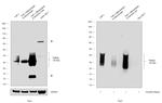 TREM2 Antibody in Western Blot (WB)