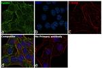 EphB4 Antibody in Immunocytochemistry (ICC/IF)