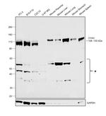 EphB4 Antibody in Western Blot (WB)