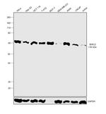 cIAP1 Antibody in Western Blot (WB)