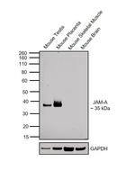 JAM-A (CD321) Antibody in Western Blot (WB)