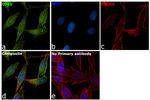 CD51 Antibody in Immunocytochemistry (ICC/IF)