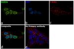 Nanog Antibody in Immunocytochemistry (ICC/IF)