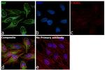 AIF Antibody in Immunocytochemistry (ICC/IF)