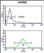 PLCL1 Antibody in Flow Cytometry (Flow)