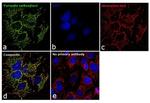 Pyruvate Carboxylase Antibody in Immunocytochemistry (ICC/IF)