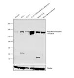 Pyruvate Carboxylase Antibody in Western Blot (WB)