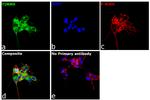 TIMM9 Antibody in Immunocytochemistry (ICC/IF)