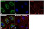 NDUFB8 Antibody in Immunocytochemistry (ICC/IF)